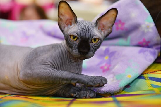 Cat-Salon-February cat show