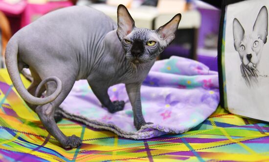 Cat-Salon-February cat show