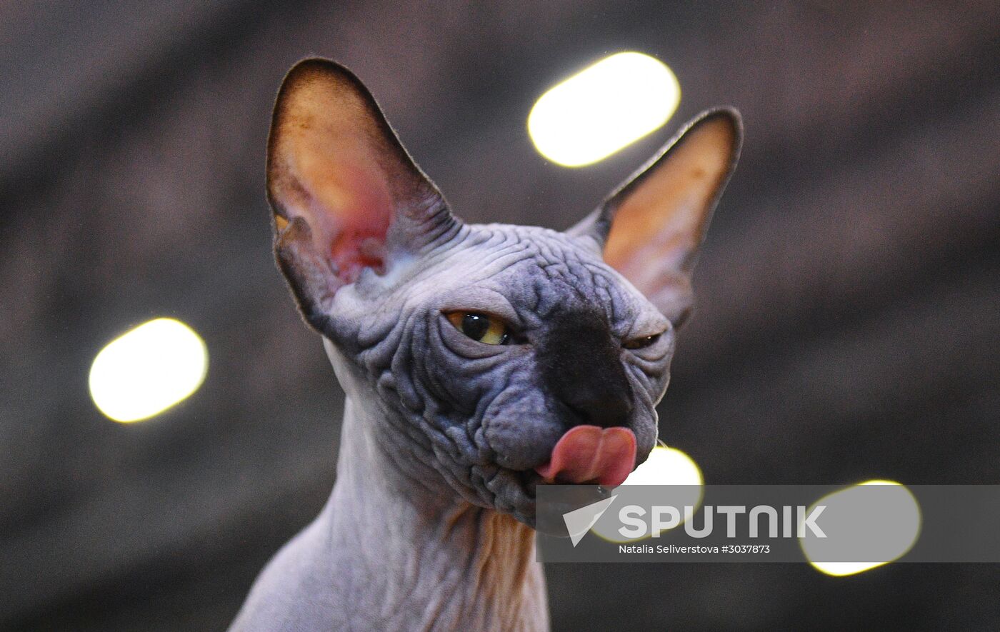 Cat-Salon-February cat show