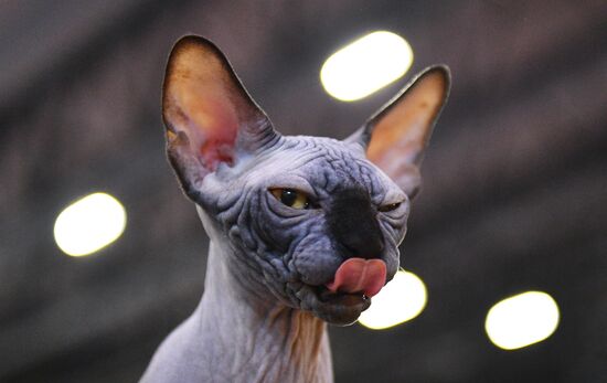 Cat-Salon-February cat show