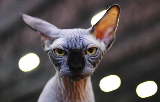 Cat-Salon-February cat show