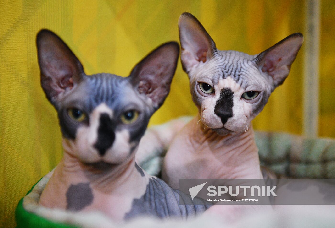 Cat-Salon-February cat show