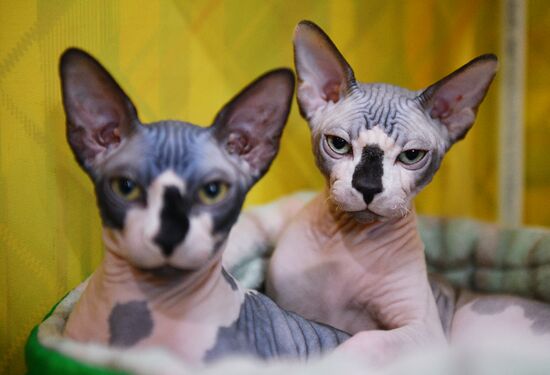 Cat-Salon-February cat show