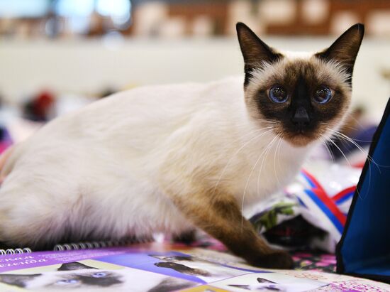 Cat-Salon-February cat show