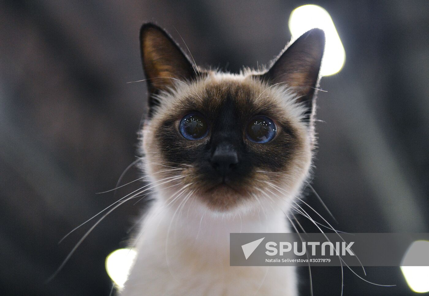 Cat-Salon-February cat show