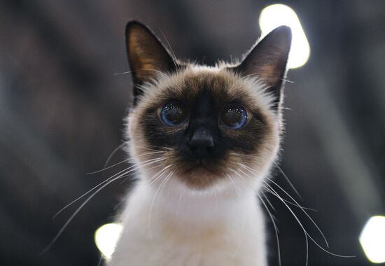 Cat-Salon-February cat show