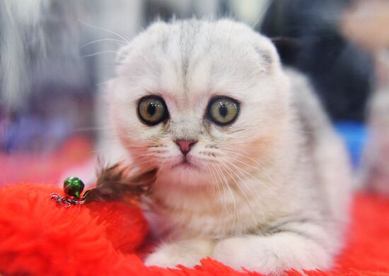 Cat-Salon-February cat show