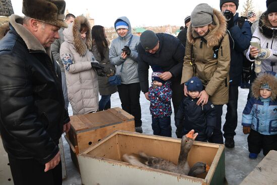 Maslenitsa celebrated in Russian cities