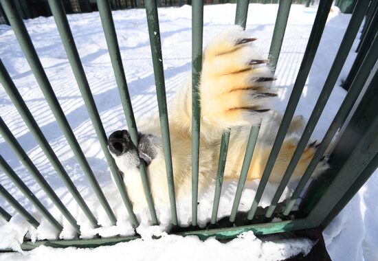 Moscow Zoo holds visiting tour