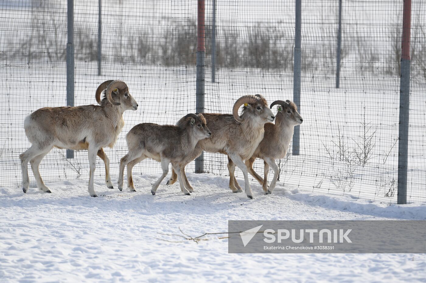 Moscow Zoo holds visiting tour