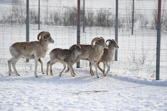 Moscow Zoo holds visiting tour