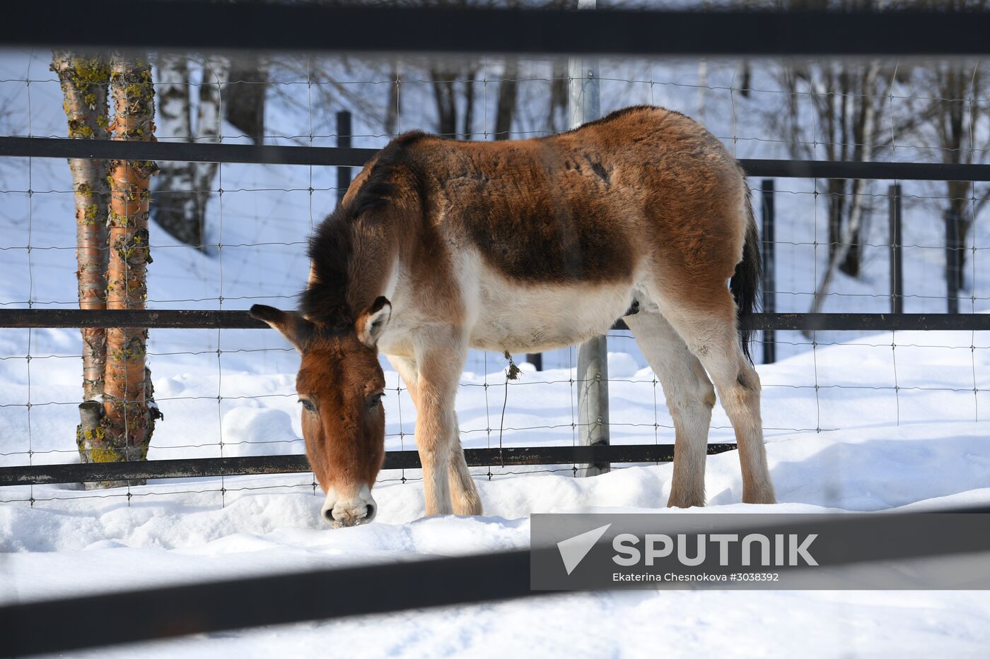 Moscow Zoo holds visiting tour