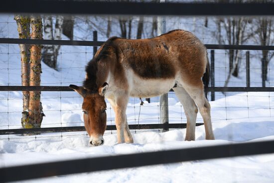 Moscow Zoo holds visiting tour