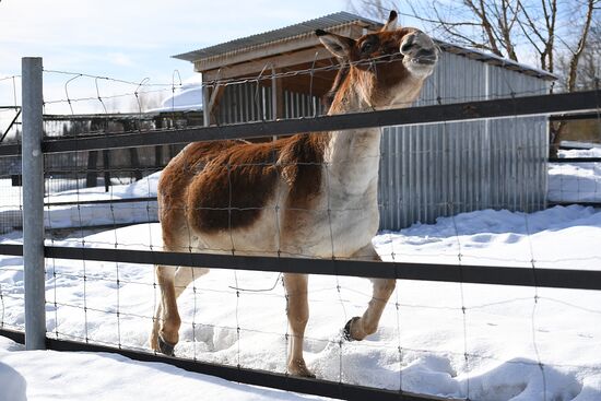 Moscow Zoo holds visiting tour