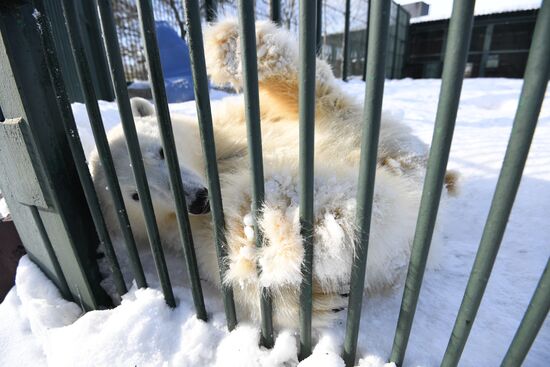 Moscow Zoo holds visiting tour