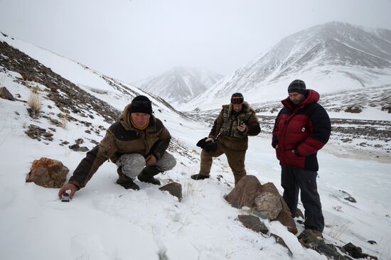 First total snow leopard count in Russia