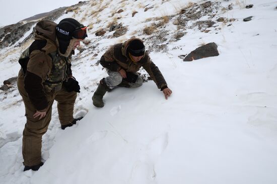 First total snow leopard count in Russia