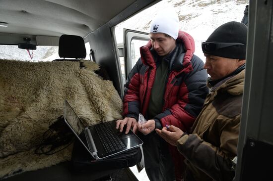 First total snow leopard count in Russia