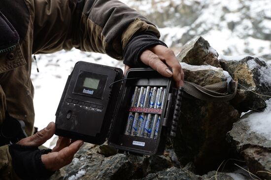 First total snow leopard count in Russia