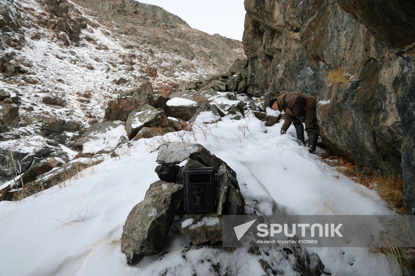 First total snow leopard count in Russia