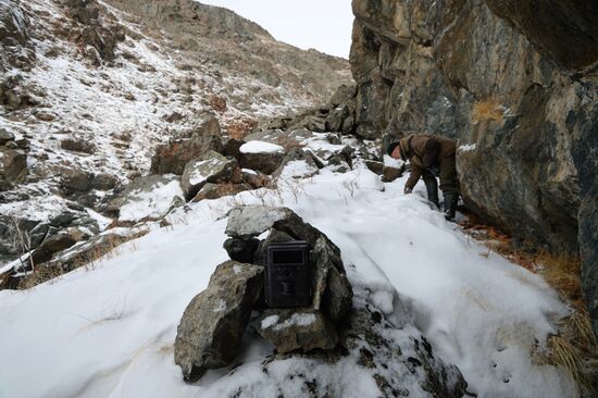 First total snow leopard count in Russia