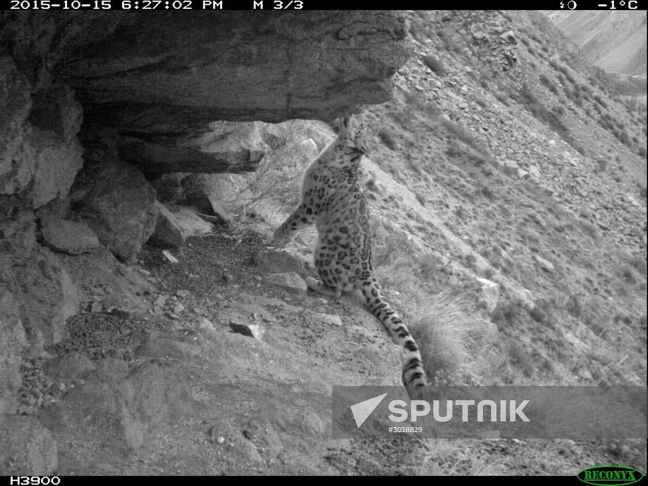 First total snow leopard count in Russia