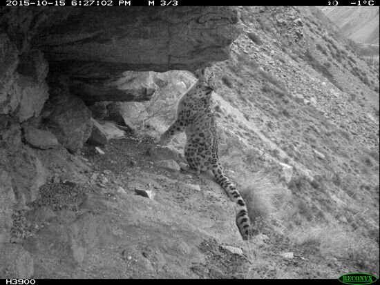 First total snow leopard count in Russia