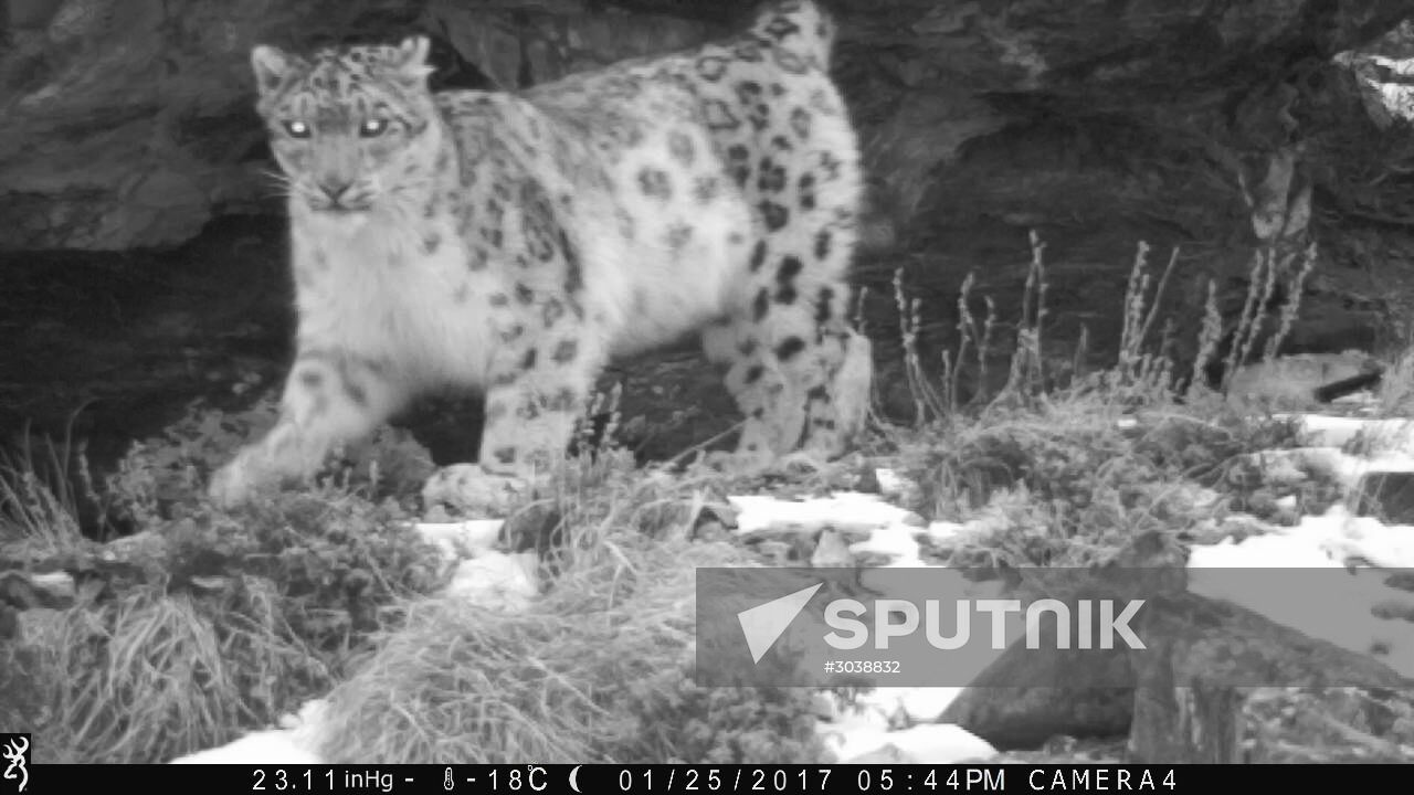 First total snow leopard count in Russia