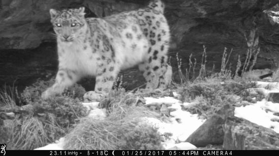 First total snow leopard count in Russia