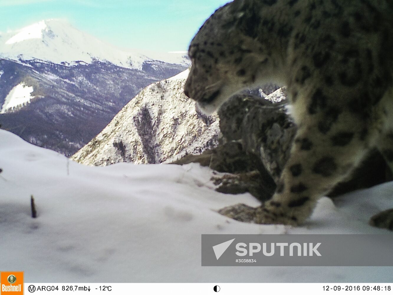 First total snow leopard count in Russia