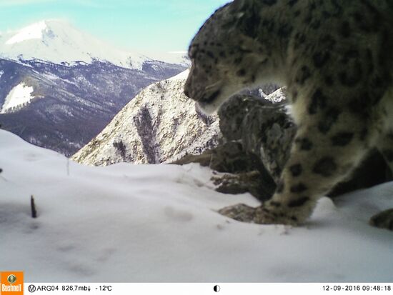 First total snow leopard count in Russia