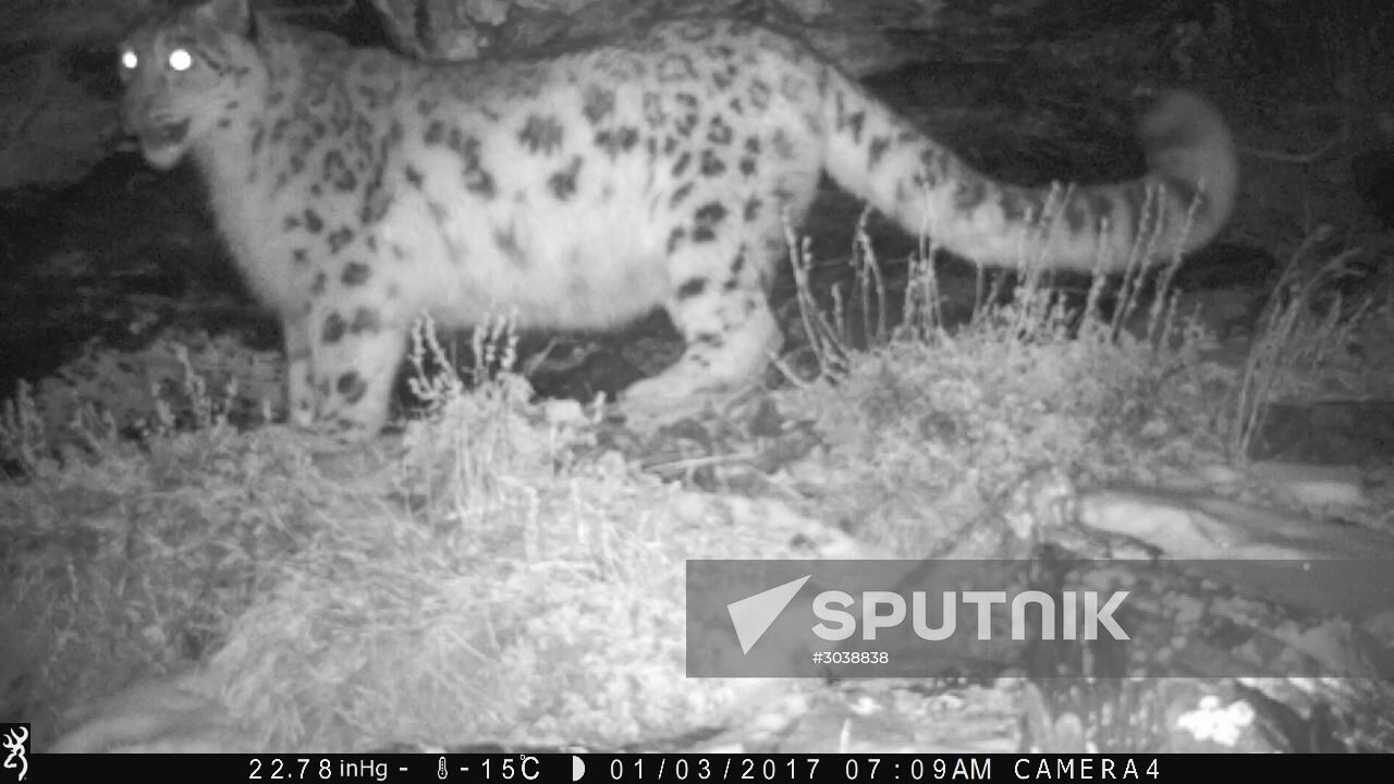 First total snow leopard count in Russia