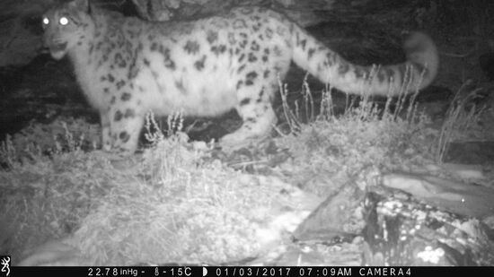 First total snow leopard count in Russia