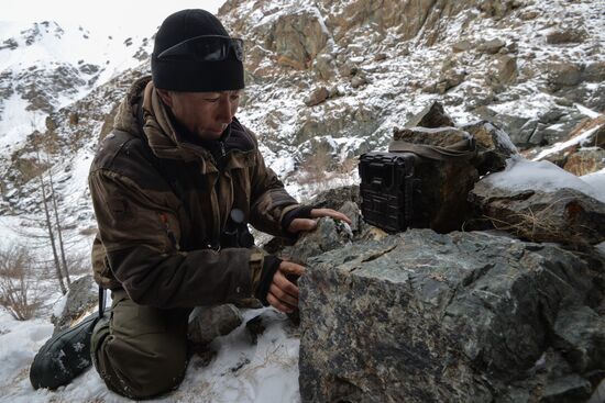 First total snow leopard count in Russia