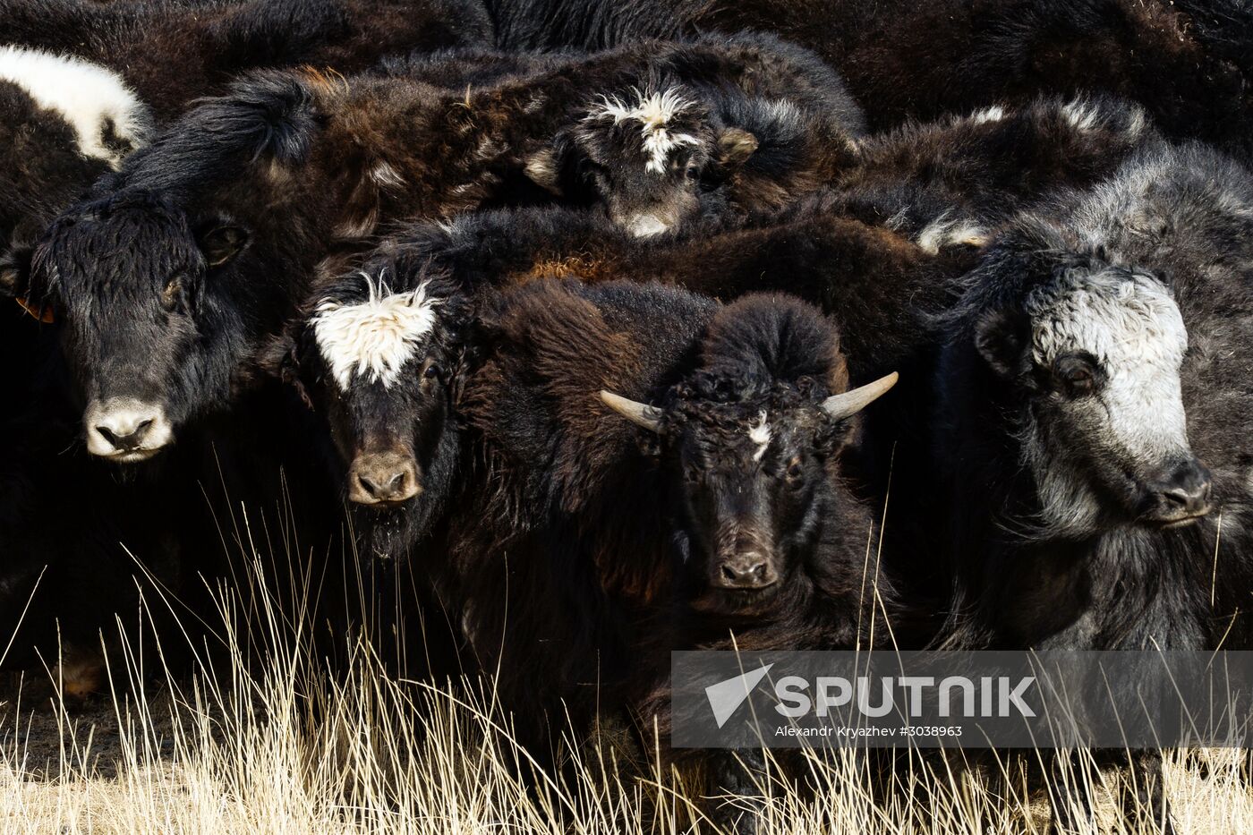 Kosh-Agach district in Republic of Altai