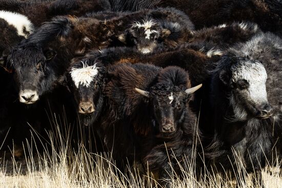 Kosh-Agach district in Republic of Altai