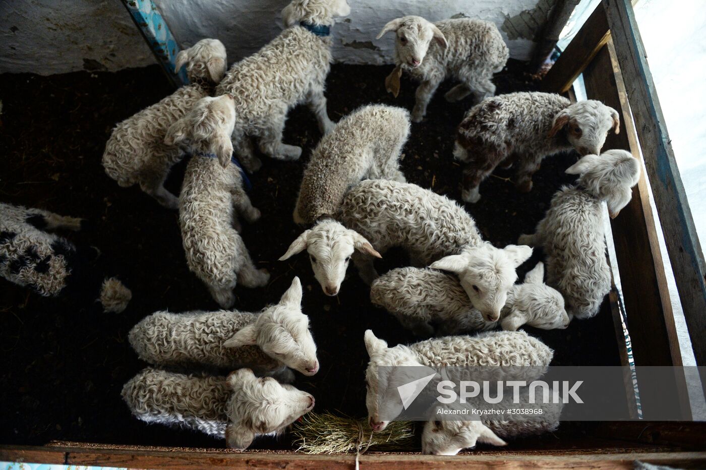 Kosh-Agach district in Republic of Altai