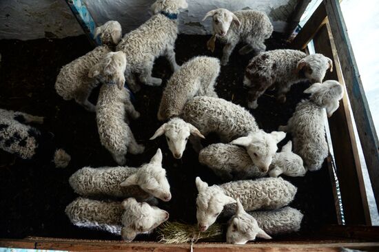 Kosh-Agach district in Republic of Altai