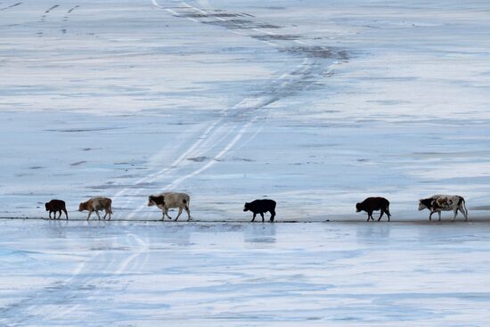 Kosh-Agach district in Republic of Altai