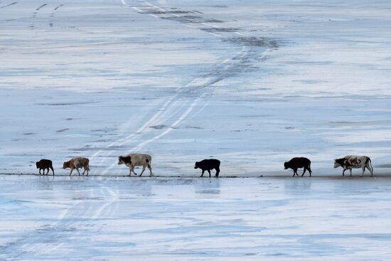 Kosh-Agach district in Republic of Altai