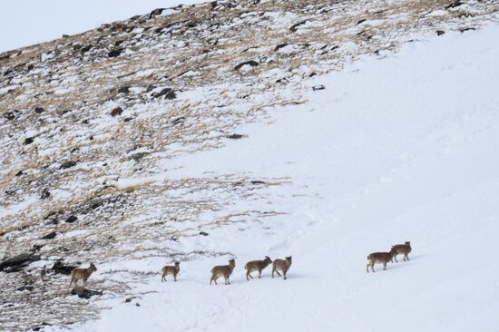 Kosh-Agach district in Republic of Altai