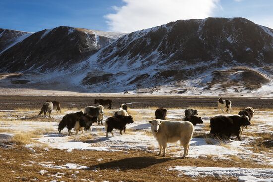 Kosh-Agach district in Republic of Altai