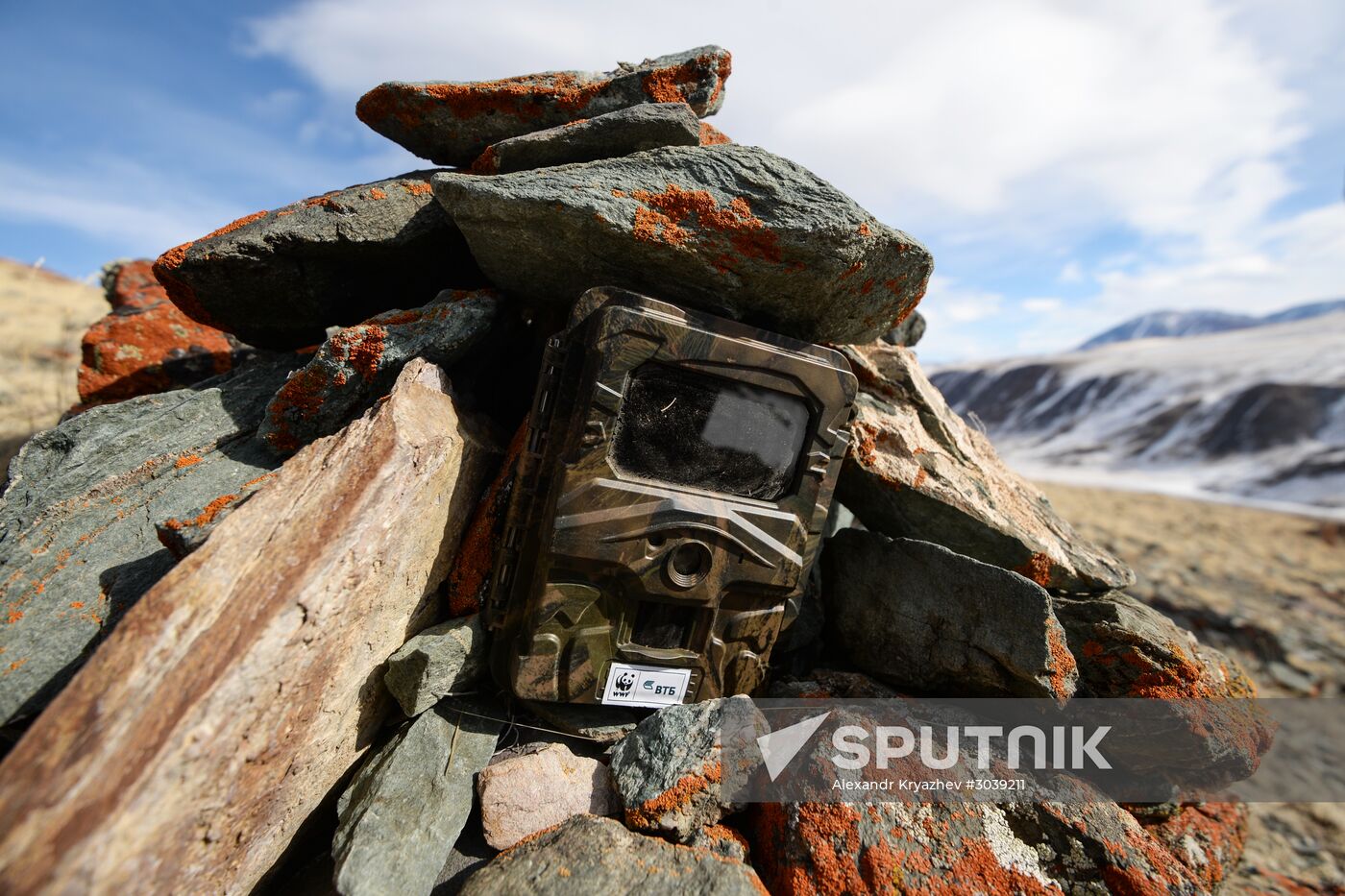 First total snow leopard count in Russia