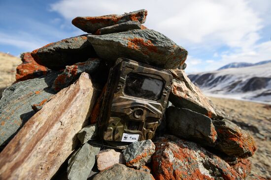 First total snow leopard count in Russia