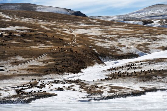 Kosh-Agach district in Republic of Altai