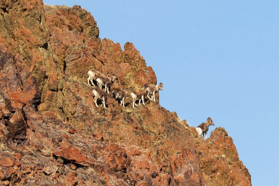 Kosh-Agach district in Republic of Altai