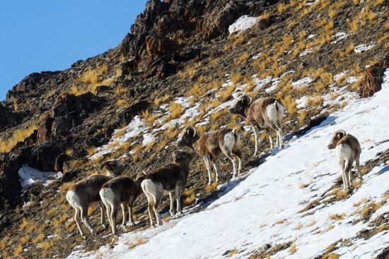 Kosh-Agach district in Republic of Altai
