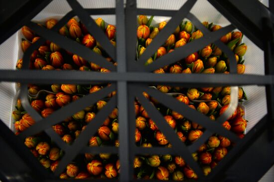 Frower shipped from Holland for March 8