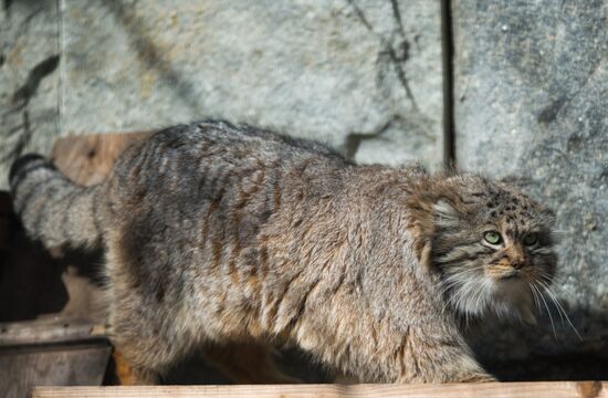 International Cat Day in Moscow Zoo
