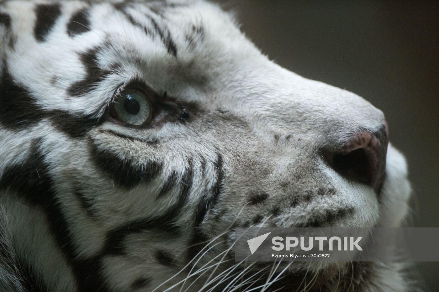 International Cat Day in Moscow Zoo